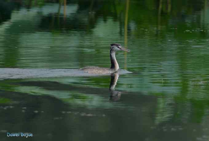 颐和园的凤头