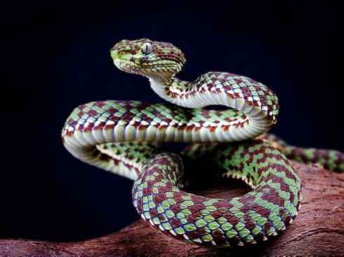 龙：传说的兽原型探秘（蝮蛇类）