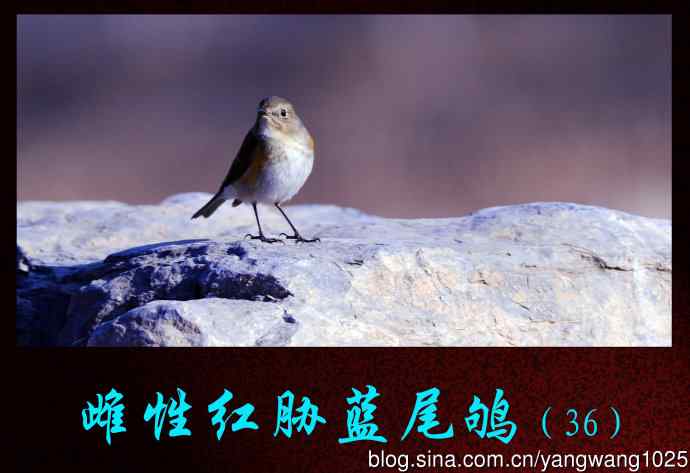 雌性红胁蓝尾鸲(36)