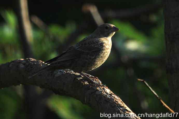 棕头牛鹂（2）