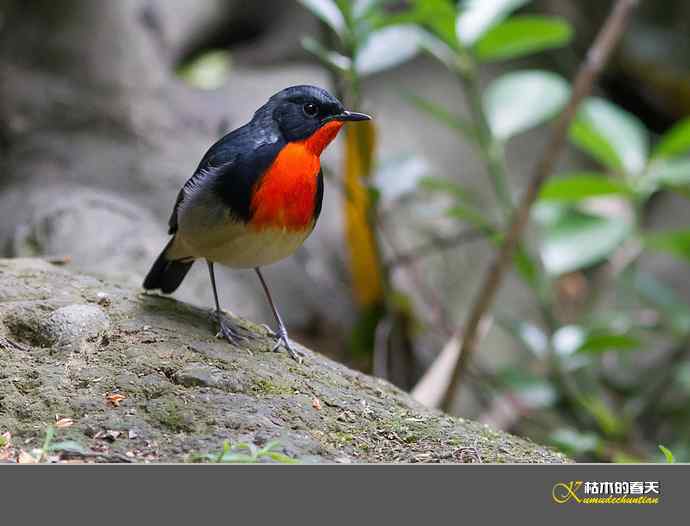 拍到鈥溄鹦馗桊垛