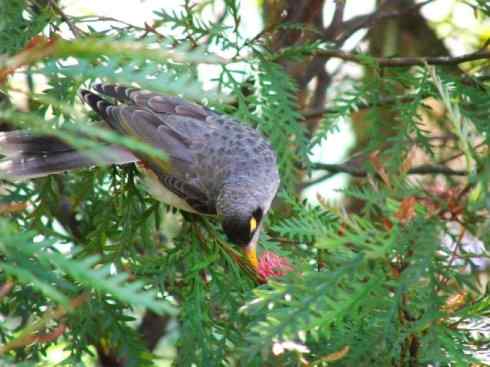 雀鸟也彪悍：鸟中恶霸（黑头矿鸟）