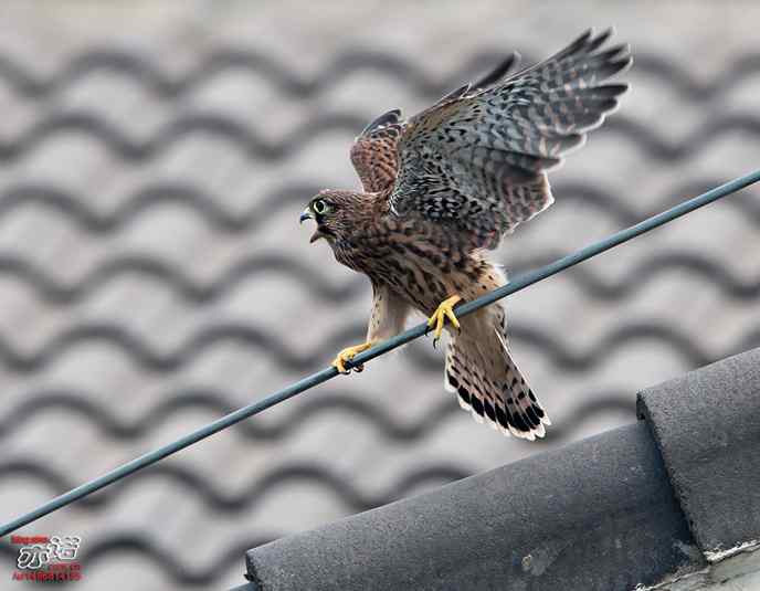 我要飞，我要飞！