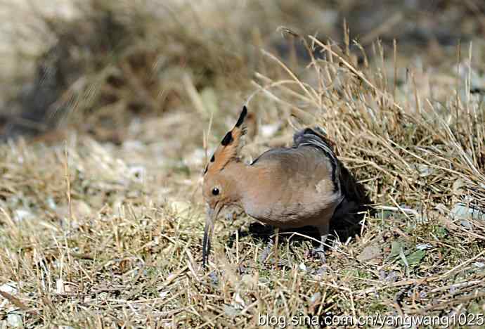 天坛公园又遇戴胜(觅食) 天坛公园又遇戴胜(觅食)