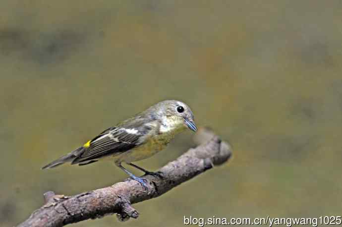 雌性白眉姬鹟（4）