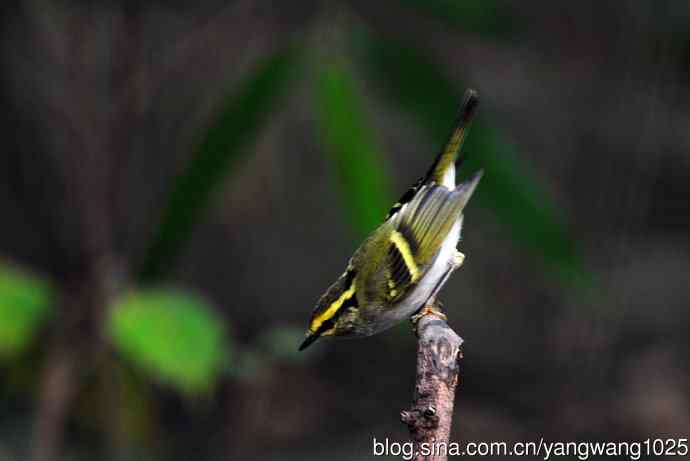 黄腰柳莺（10）