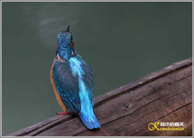 今年冬天的鸟儿有点少【照片】