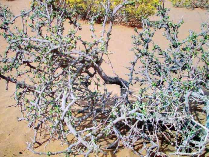 鱼类活化石：齿蝶鱼