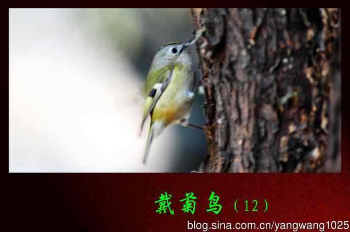 戴菊鸟(12) 戴菊鸟(12)