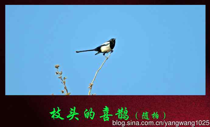 枝头的喜鹊（随拍）