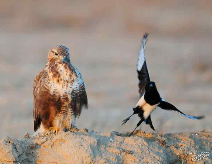 官厅水库&nbsp;wbr路&nbsp;wbr被喜鹊驱赶的毛脚鵟