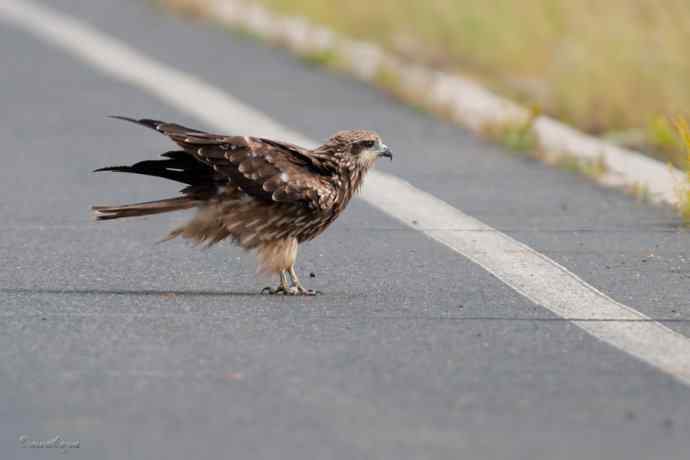 马路天使黑耳鳶