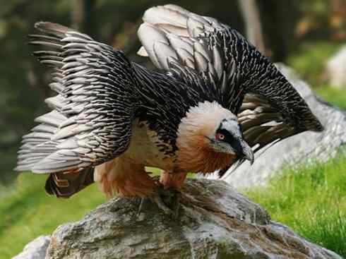 鸟类之最：高山兀鹫