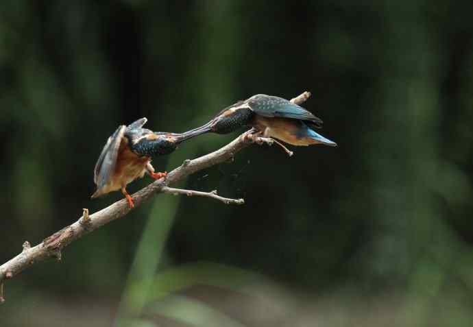 224.可爱小翠---翠鸟之吻