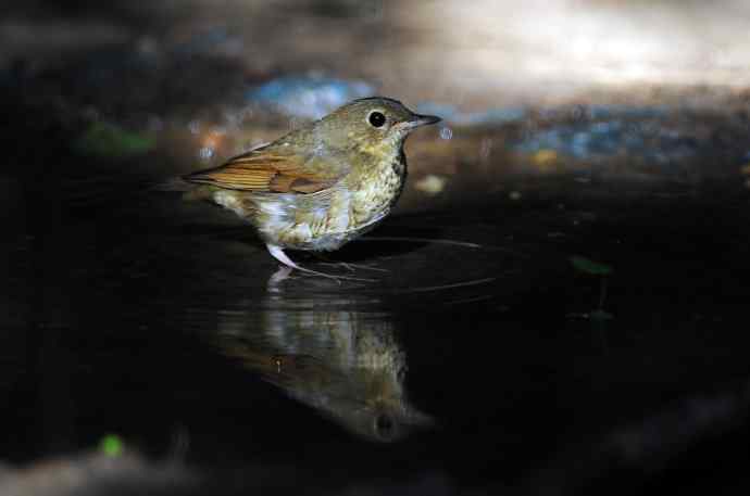 浴（雌性蓝歌鸲）
