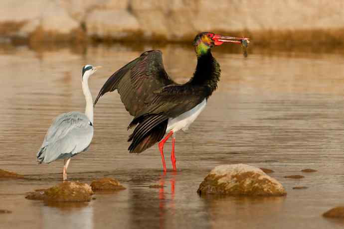鹭鹳相争 wbr拍翁得意☆★