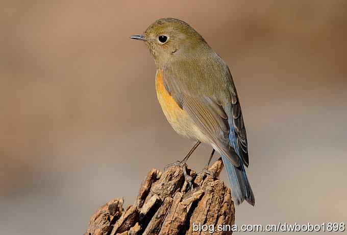 这个红红很有趣儿