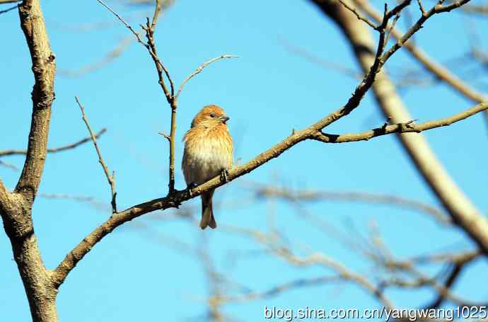 雌性北朱雀（1）