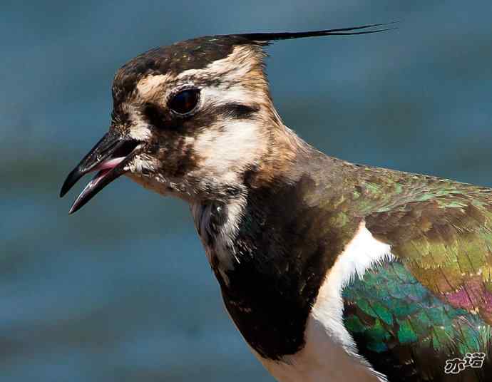官厅水库&nbsp;wbr路&nbsp;wbr凤头麦鸡