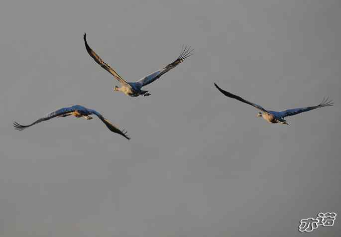 官厅水库&nbsp;wbr路&nbsp;wbr灰鹤