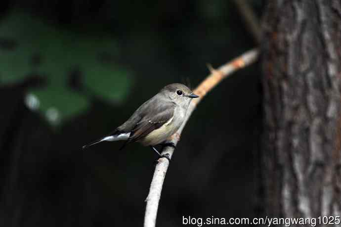 红喉姬鹟（19）