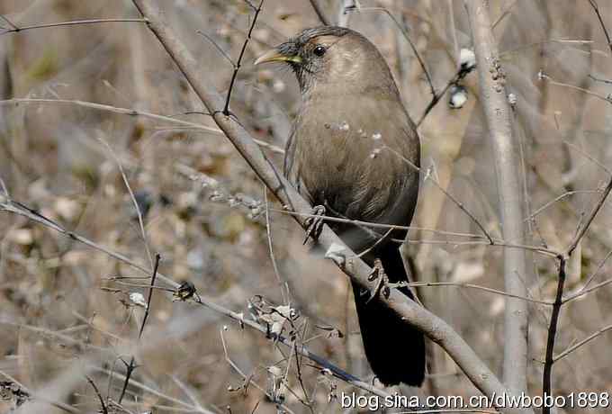 白河湾的山噪鹛