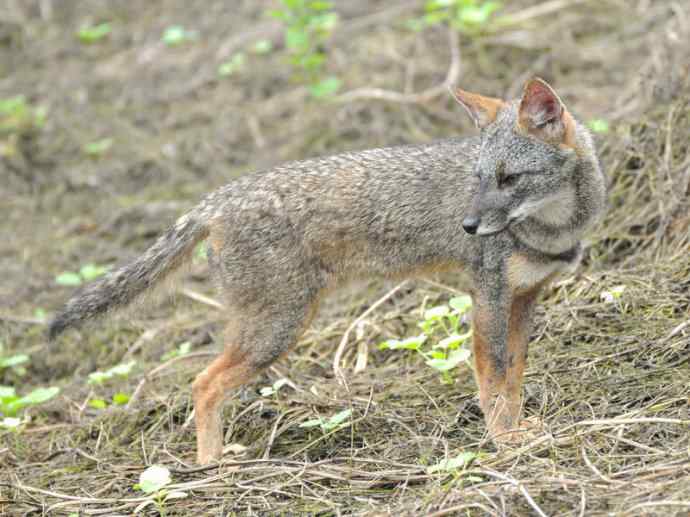 犬科：狐亚科伪狐属之高地狐、河狐、秘鲁狐