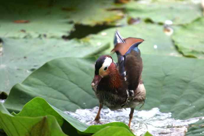 摄鸟拾趣（三） wbr鸳鸯2012.06