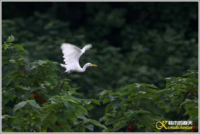 最后一抹夕阳下的鈥溑１仇剽潯菊掌