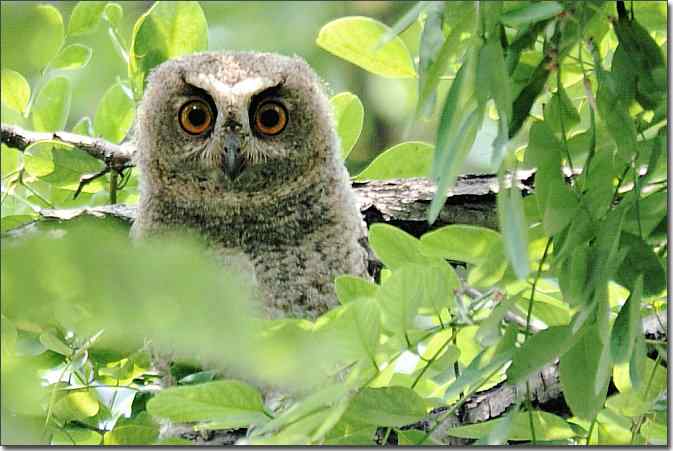  点击图片或使用键盘← →翻页