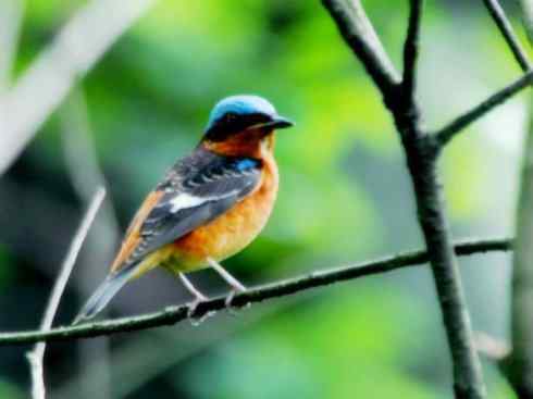 美丽无罪：雀鸟之矶鸫