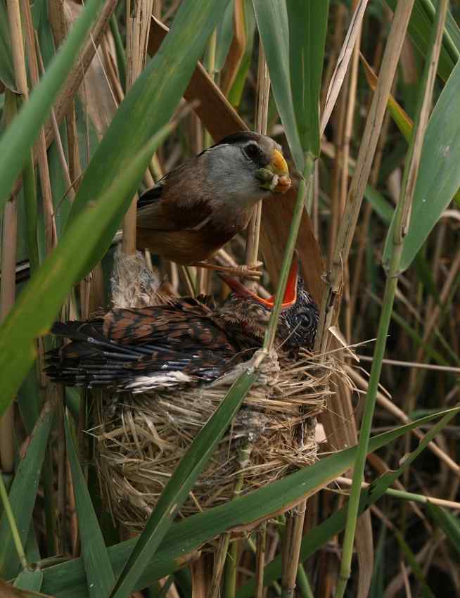 杜鹃寄生在震旦鸦雀的巢