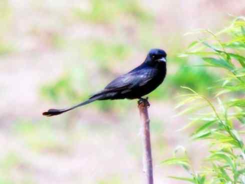 雀鸟也彪悍：黑侠（黑卷尾）