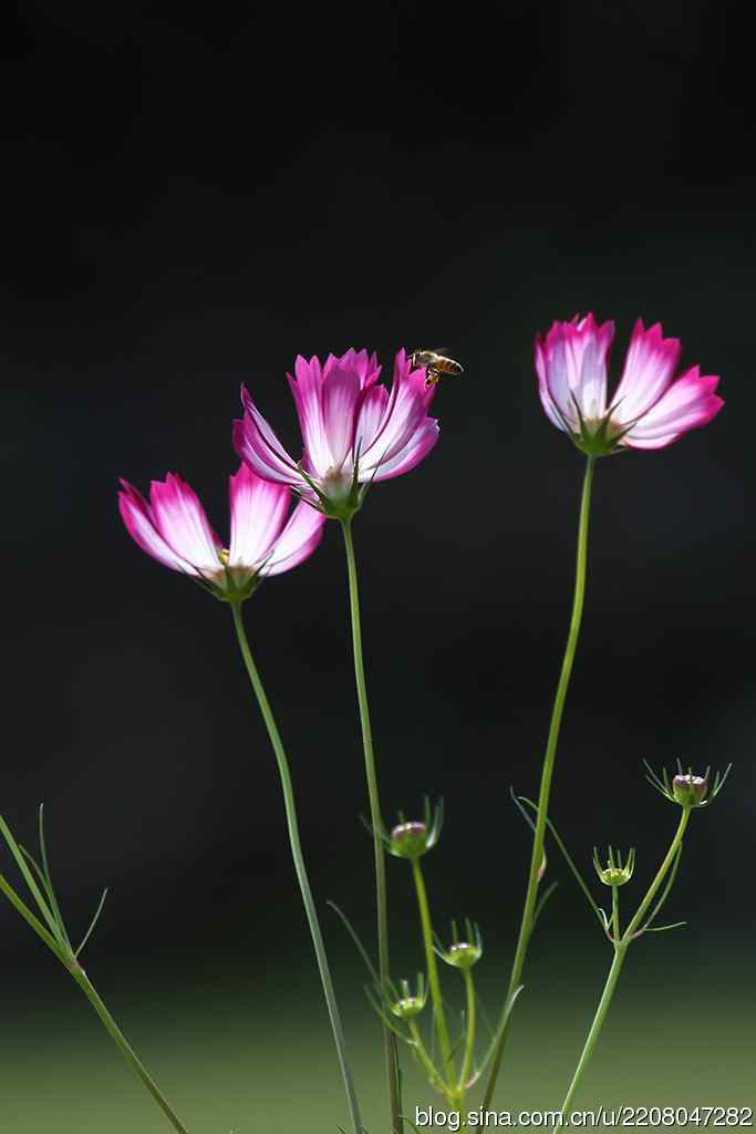 228.幸福像花儿一样美