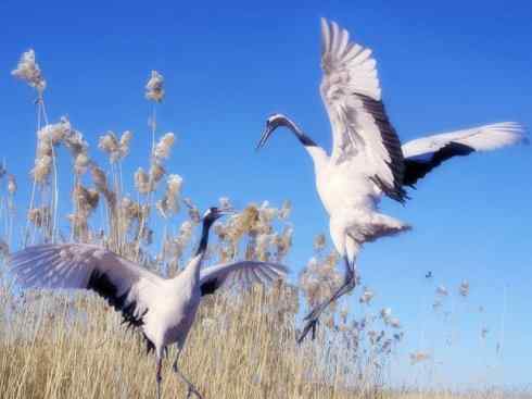 家禽驯化之源之十三（大雁、丹顶鹤）