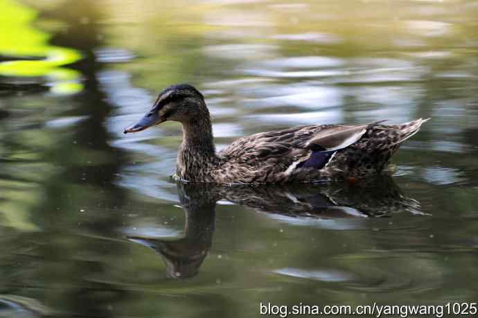 麋鹿苑中绿头鸭