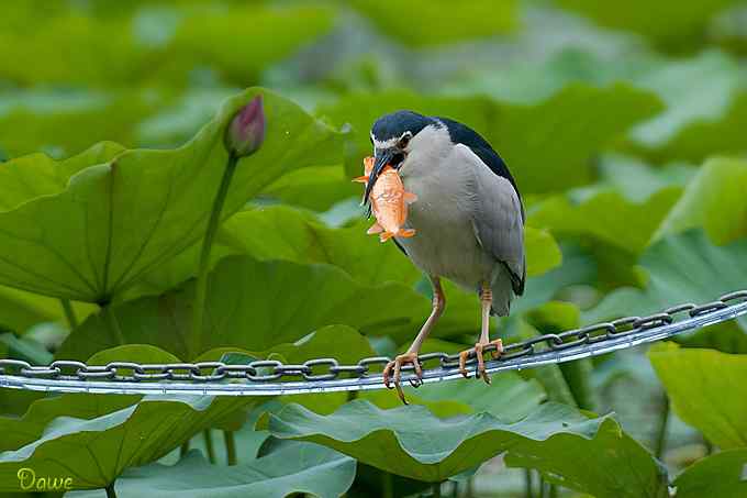 荷塘夜鹭叼红鱼*