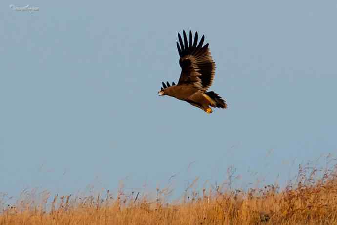 草原有约. wbr夕阳下与草原雕一家敖包相会