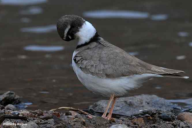 鸟为悦己者容(长嘴剑鸻梳妆)