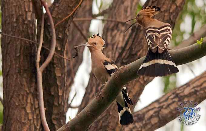 首次拍到戴胜奇观（组图，20张图片）