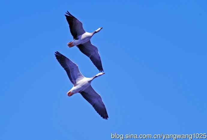 斑头雁(抓拍)15 斑头雁(抓拍)15