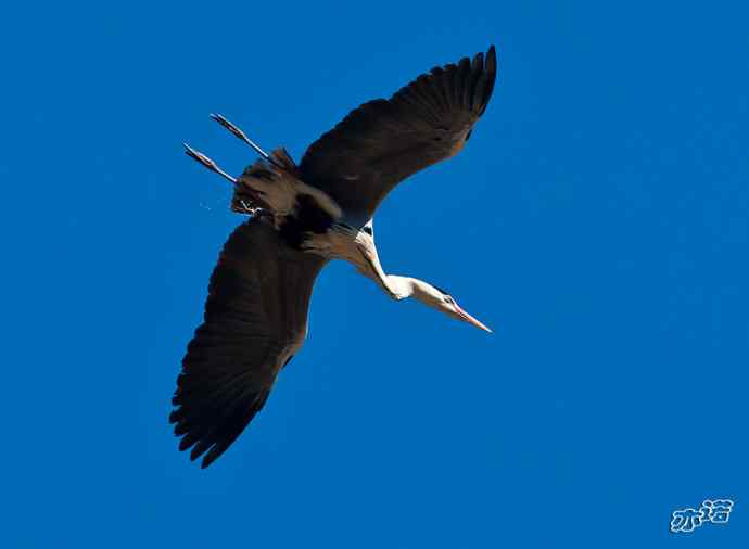 密云水库&nbsp;wbr路&nbsp;wbr大鸨、雉鸡和苍鹭
