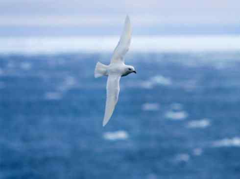 奇特的盔：雪海燕