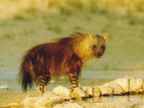 狈：传说的兽原型探秘（鬣狗）