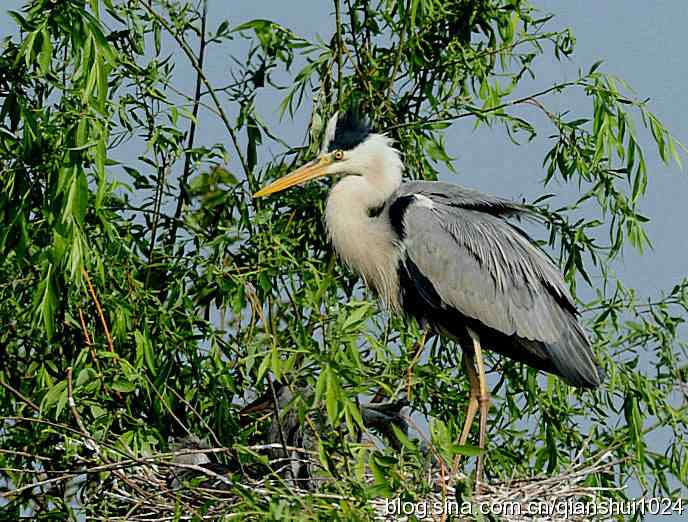 鹭家的午餐(翠湖湿地) 鹭家的午餐(翠湖湿地)