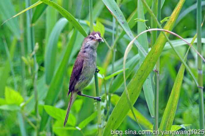 捉虫育雏的东方大苇莺(3) 捉虫育雏的东方大苇莺(3)