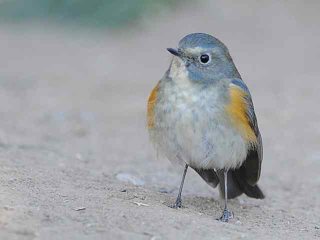 植物园拍摄红胁蓝尾鸲