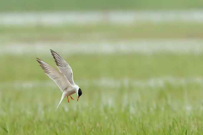 周末野鸭湖（自然摄影）