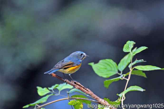 雄性红胁蓝尾鸲(33) 雄性红胁蓝尾鸲(33)