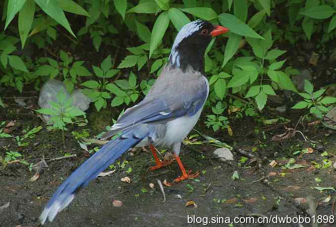 红嘴蓝鹊和它的宝宝